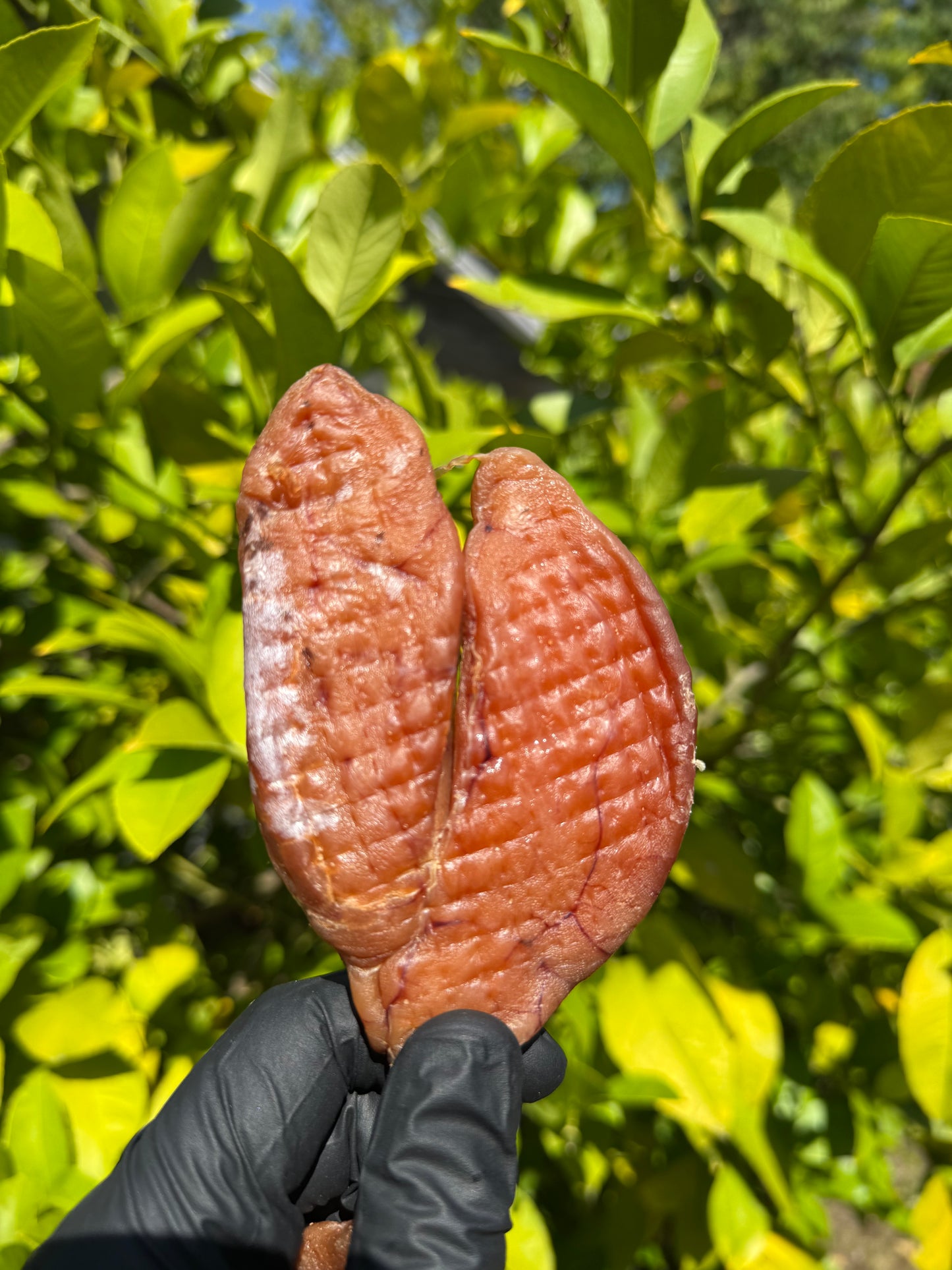 Cod Roe in Roe Sac (Икра Трески в Ястыке)