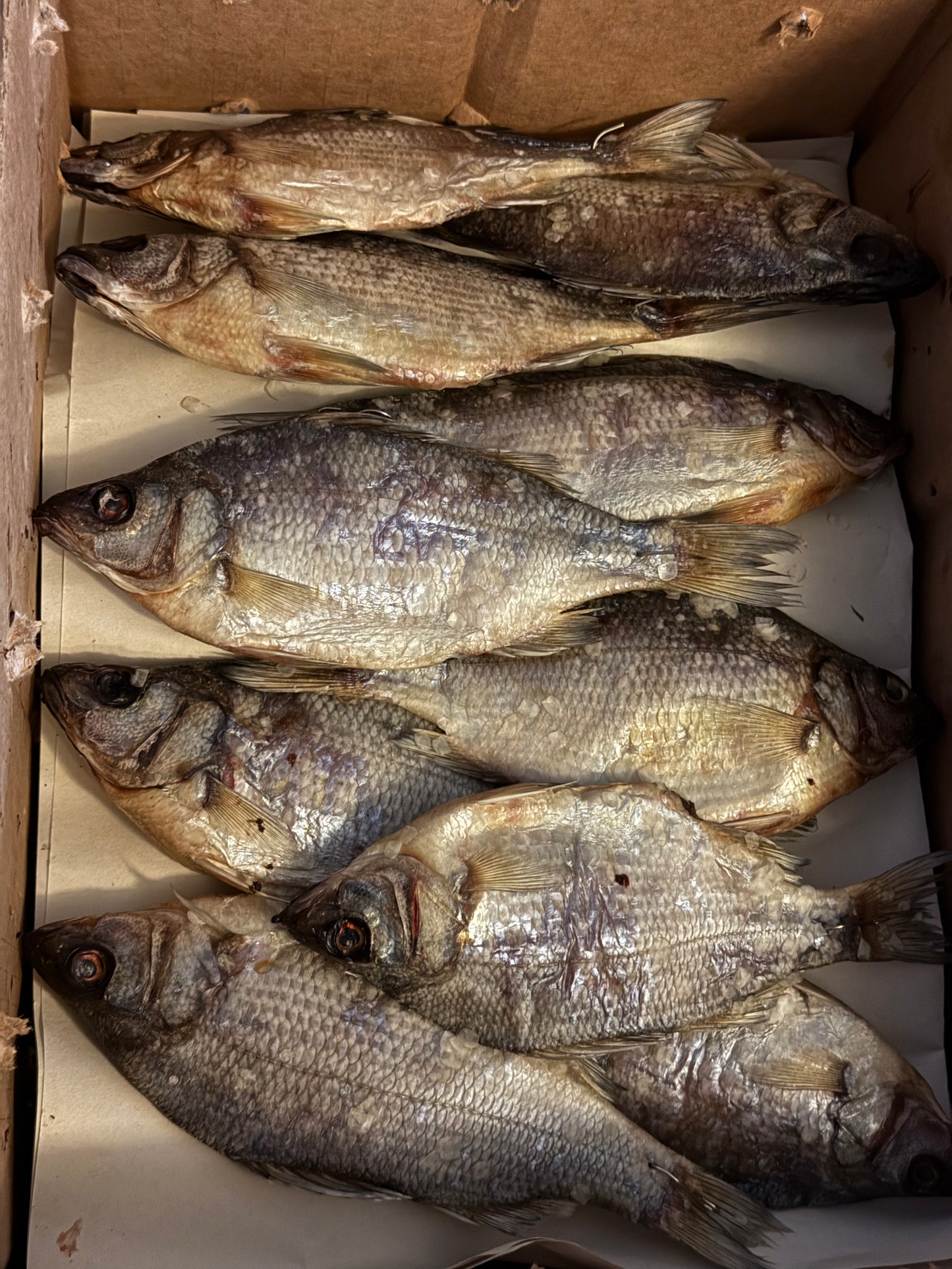 Dried White Bass (Вяленый Белый Окунь) 150-220g (1pc)