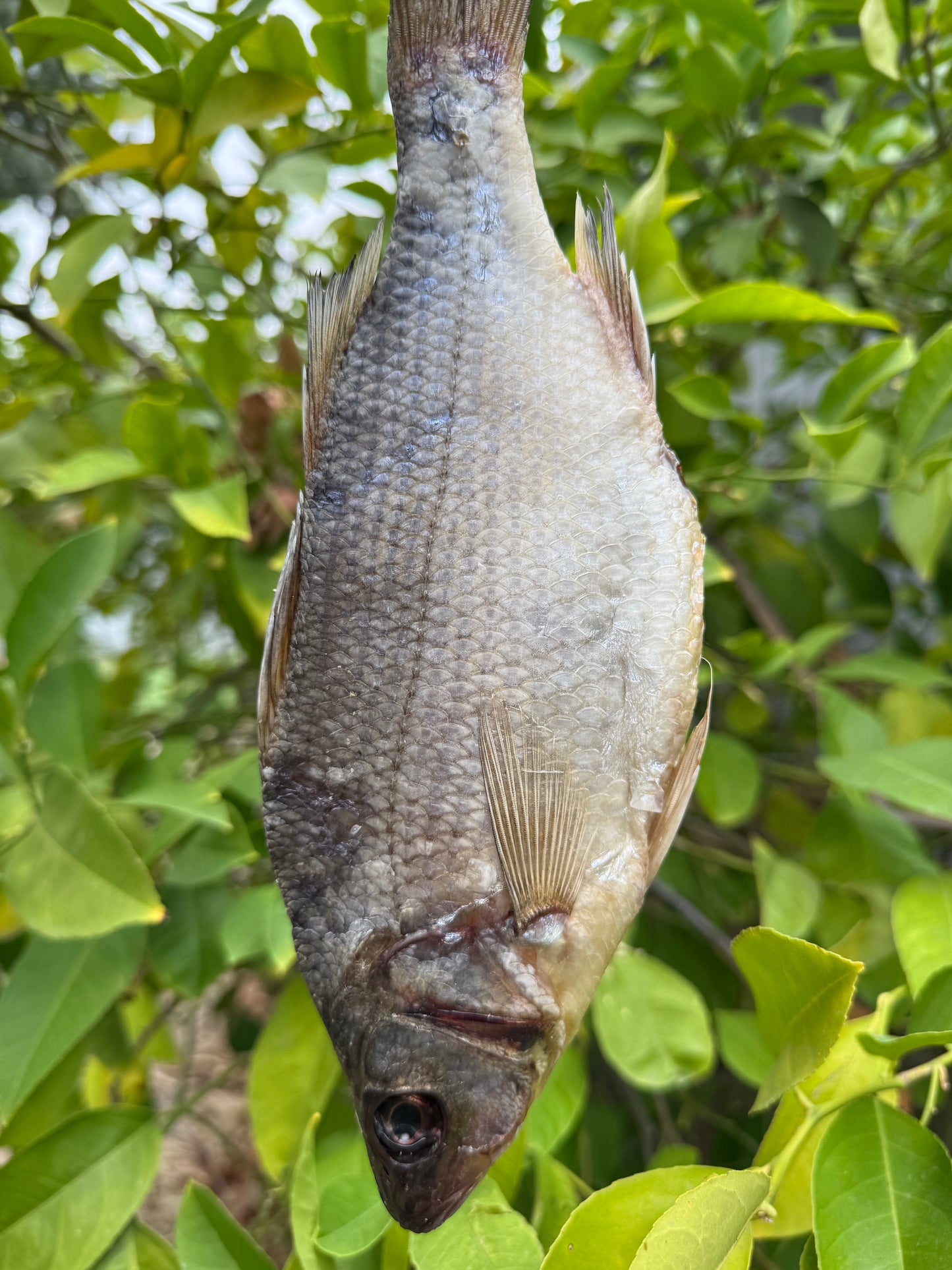 Dried White Bass (Вяленый Белый Окунь) 150-220g (1pc)