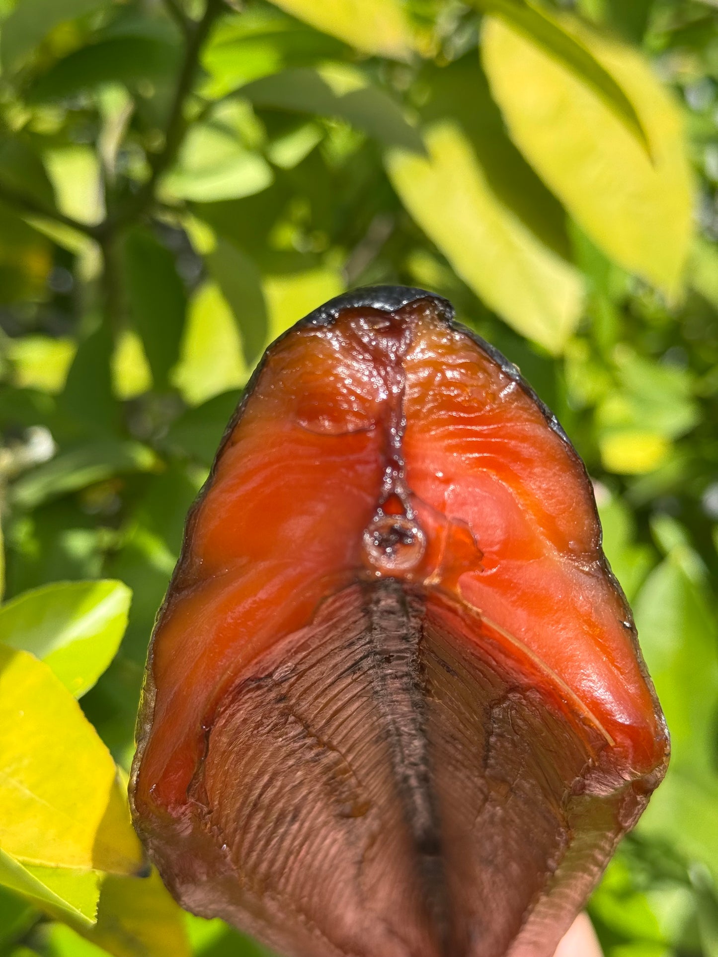 Wild Alaskan King Salmon Cold Smoked