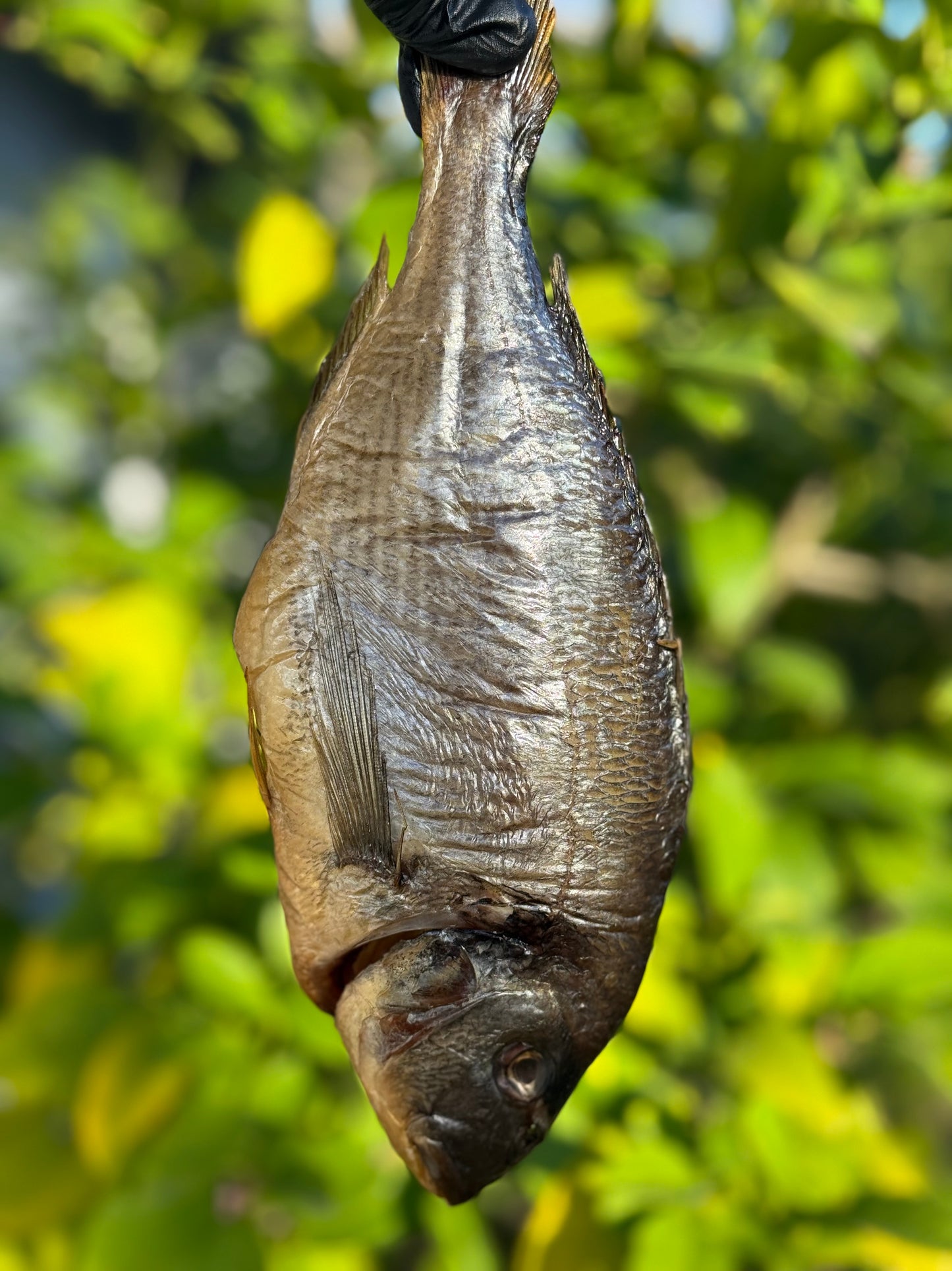 Dorado Cold Smoked