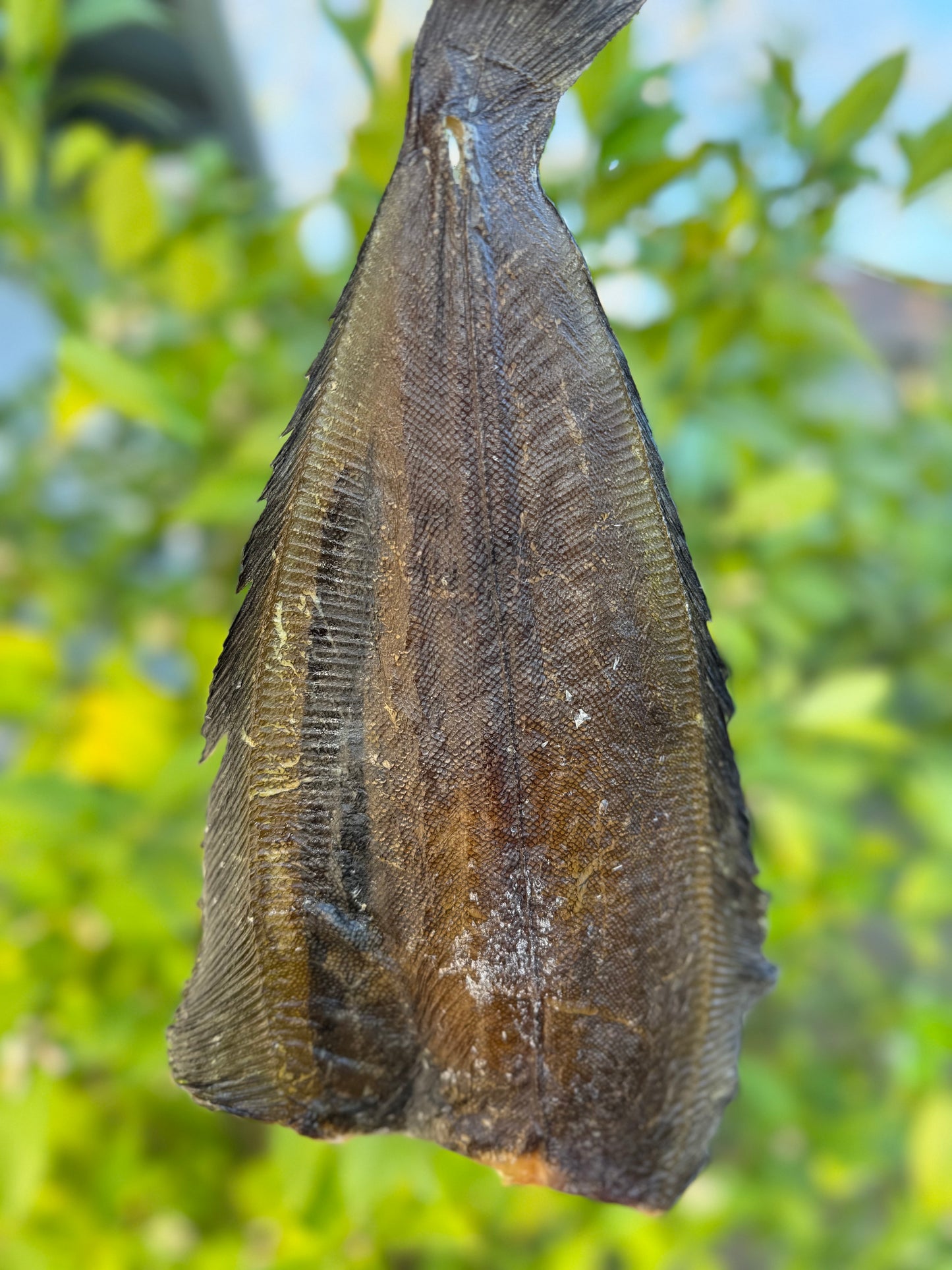 Dried Dover Sole (Kambala)