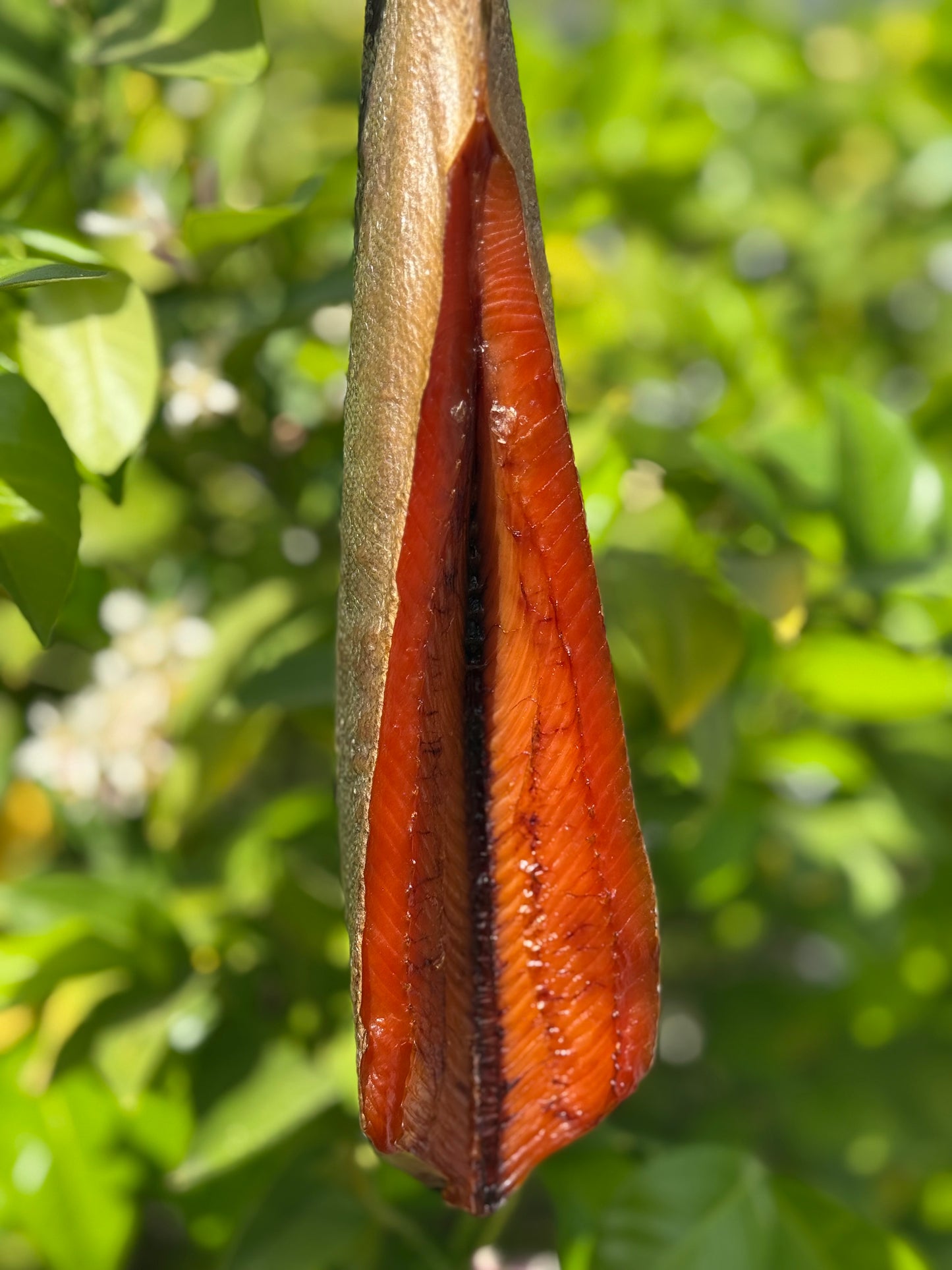 Wild Alaskan King Salmon Cold Smoked