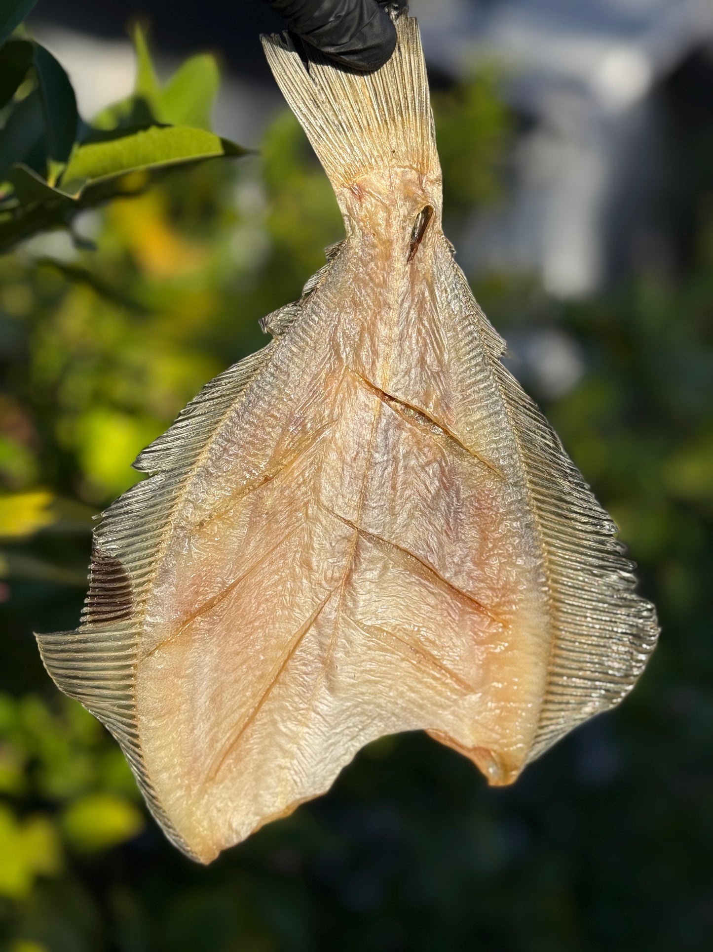 Dried Flounder (Kambala)