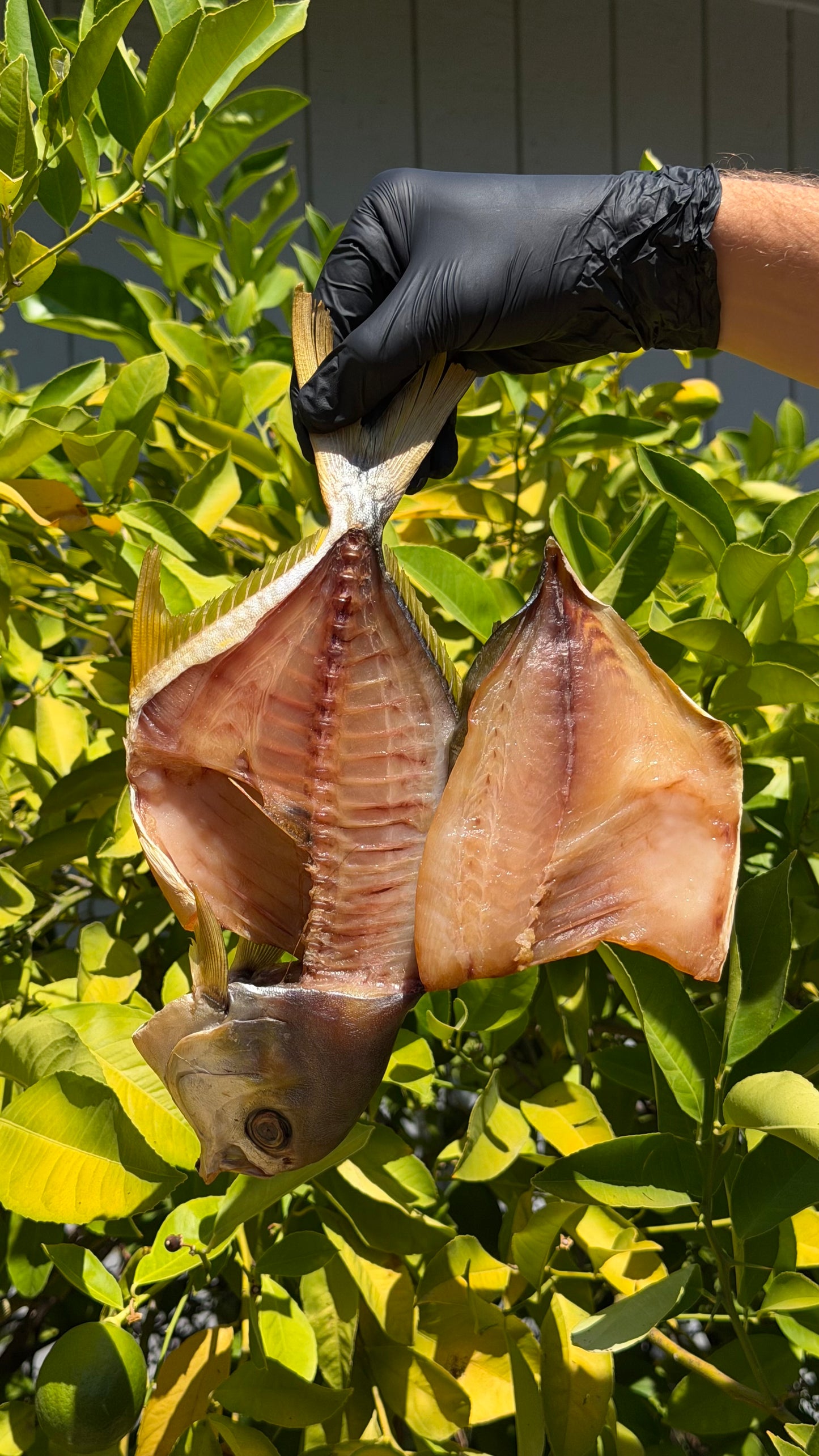Cold-Smoked Pompano (whole) 0.8-1lb