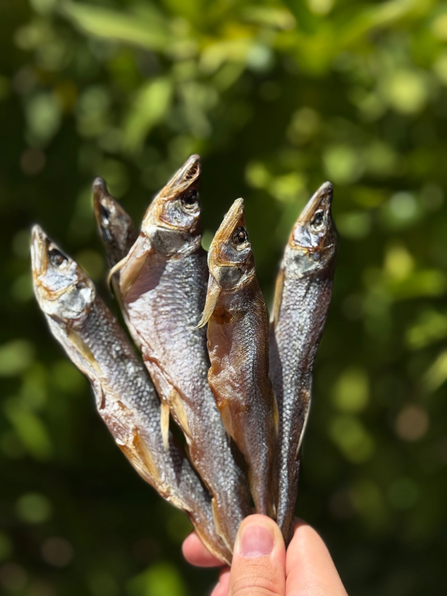 Dried Smelt (Корюшка Дальневосточная вялено-сушеная) - Fish.Snacks.USA