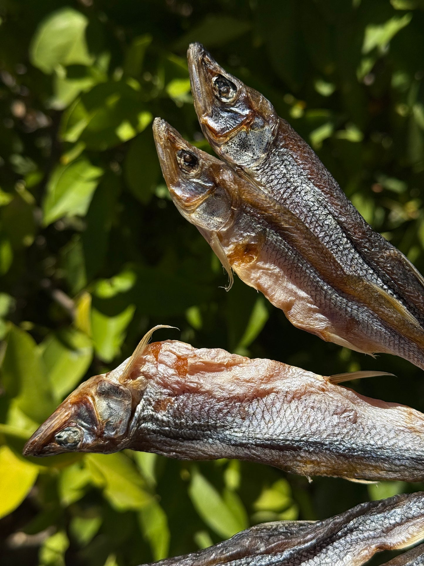 Dried Smelt (Корюшка Дальневосточная вялено-сушеная) - Fish.Snacks.USA