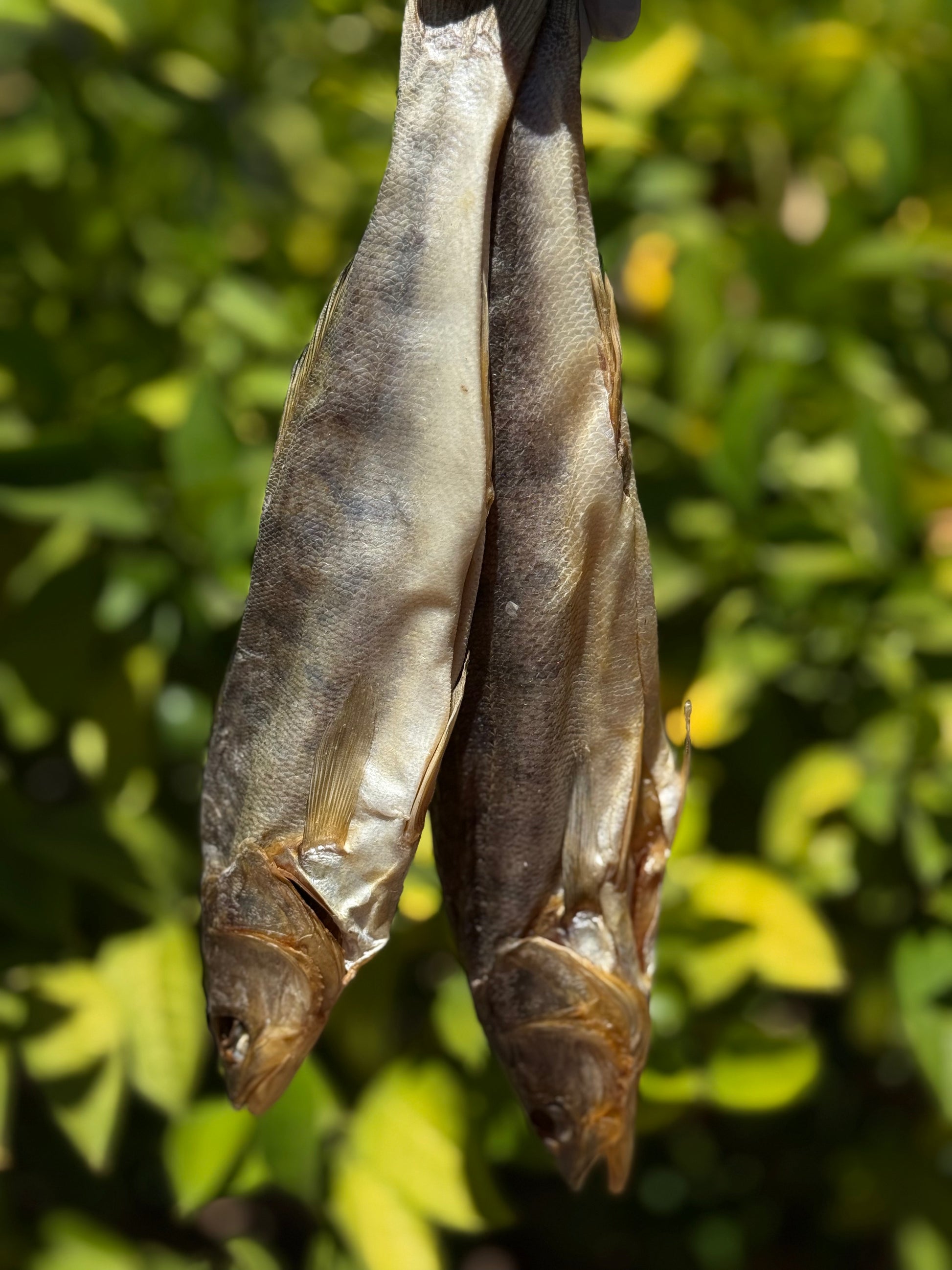 Dried Sudak (Судак Вяленый Потрошеный) - Fish.Snacks.USA