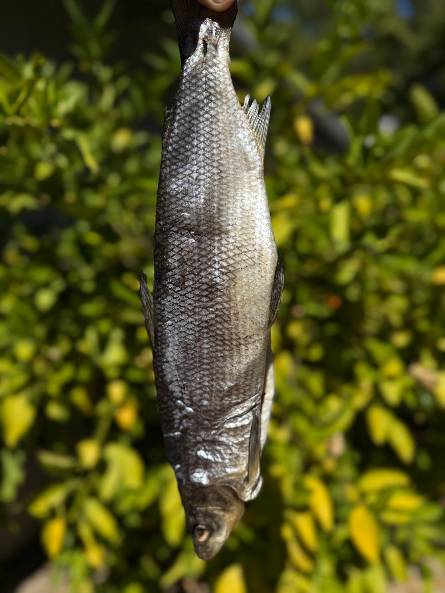 Dried WhiteFish (Сиг вяленый - сушеный) - Fish.Snacks.USA