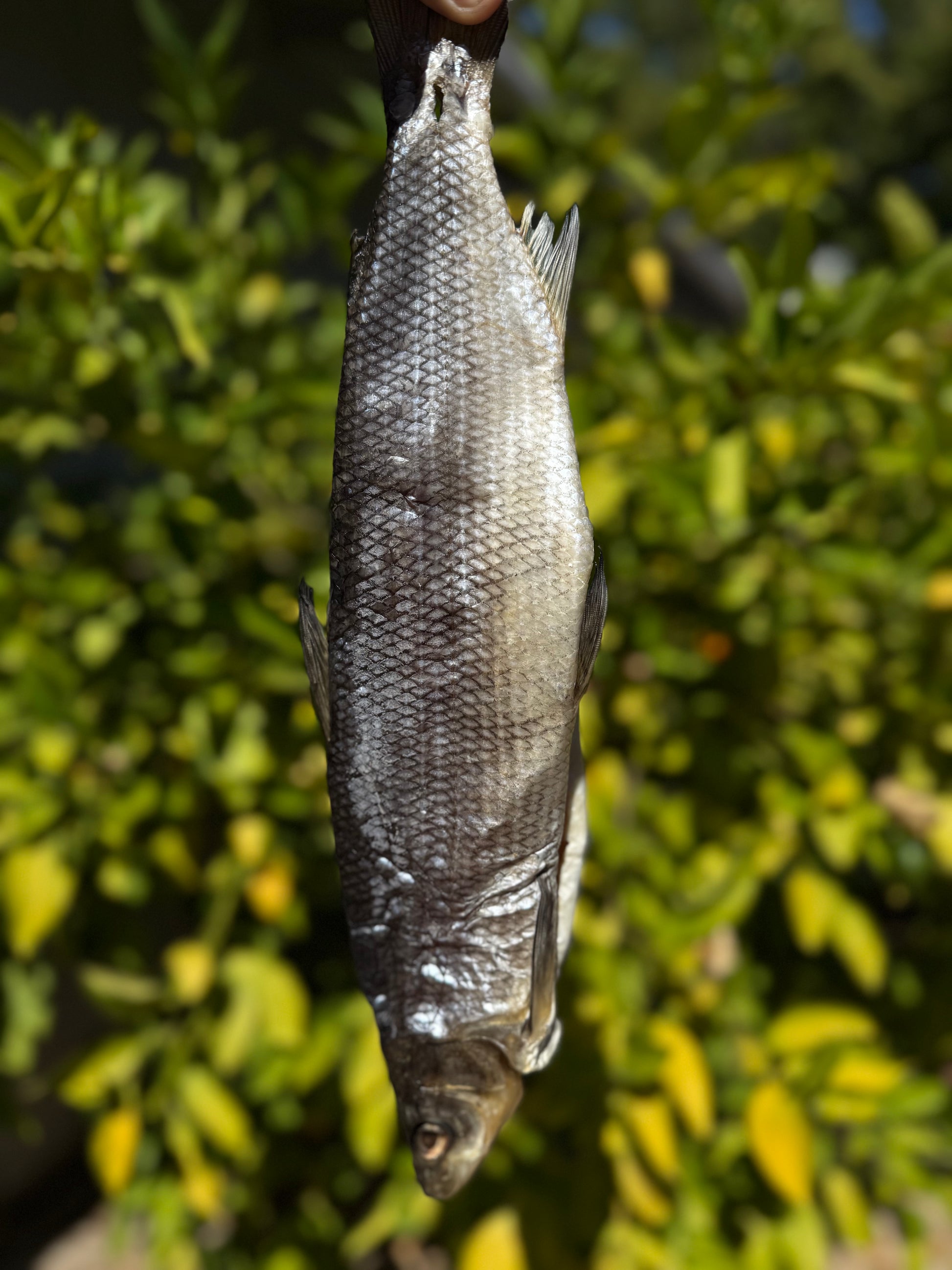 Dried WhiteFish (Сиг вяленый - сушеный) - Fish.Snacks.USA