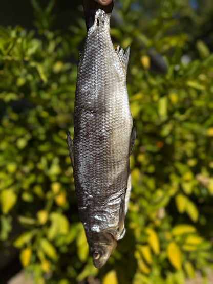 Dried WhiteFish (Сиг вяленый - сушеный) - Fish.Snacks.USA