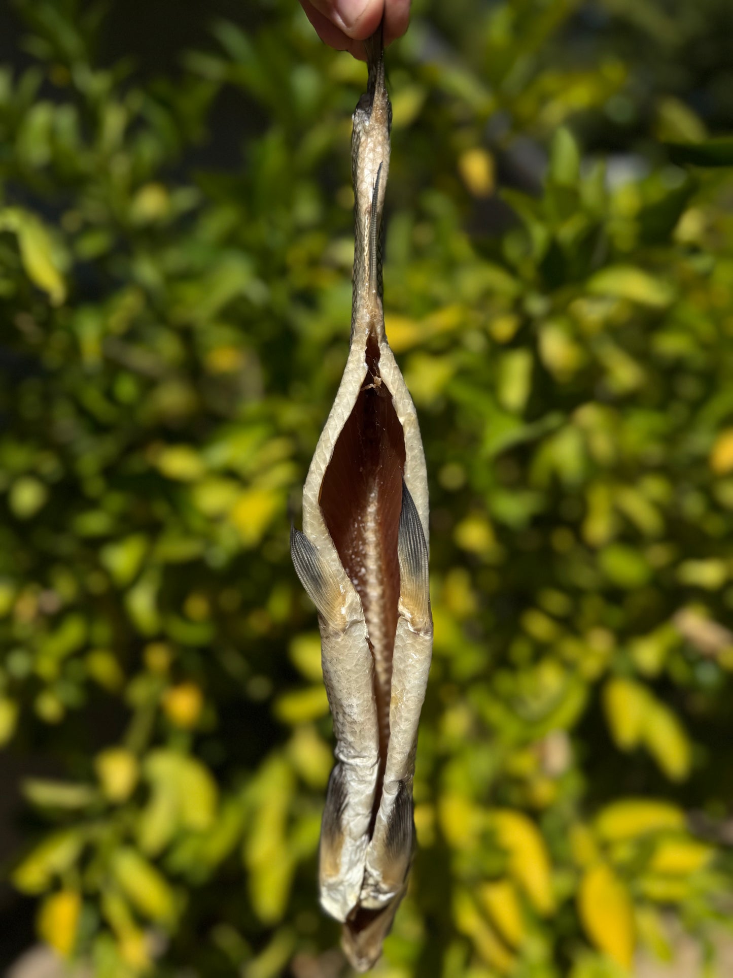 Dried WhiteFish (Сиг вяленый - сушеный) - Fish.Snacks.USA