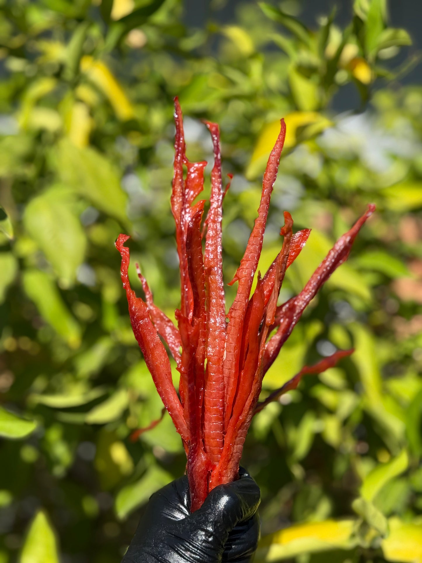Salted Keta Straws (Вяленая Соломка Кеты)