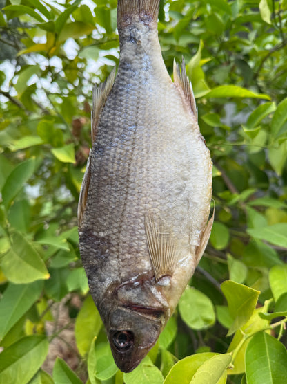 Dried White Bass (Вяленый Белый Окунь) 150-220g (1pc)