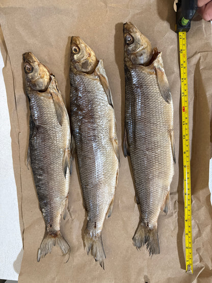 Dried WhiteFish (Сиг вяленый - сушеный) - Fish.Snacks.USA