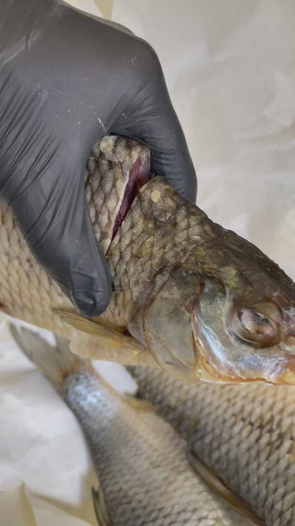 Dried Taran Mega with caviar (Вяленая Тарань с икрой 100%)